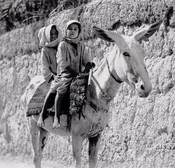 Výklad jízdy na oslu ve snu - Fasrli