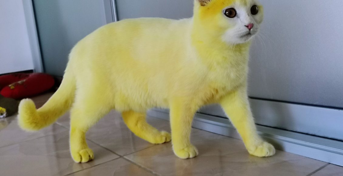 طرد القطة الصفراء في المنام