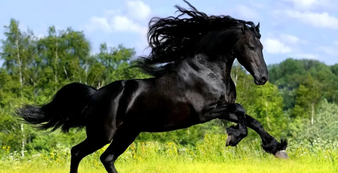 الحصان الأسود في المنام