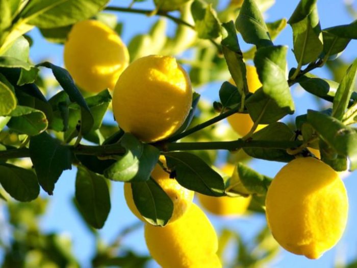 تفسير حلم شجرة الليمون للرجل